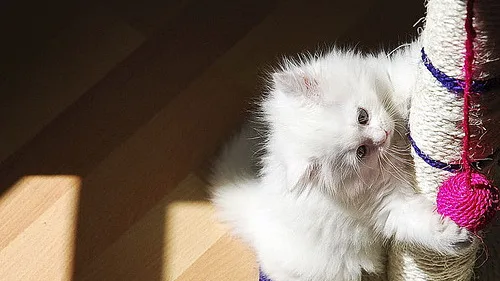 7 Maneiras que os Gatos Podem Perceber Doenças e Alterações em Humanos