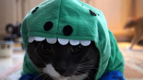 Gatos Podem Ser Veganos ou Vegetarianos? A Ciência Nutricional Explica