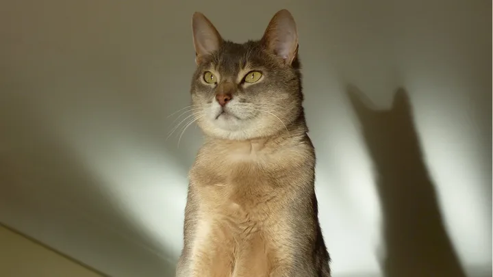 7 Dicas para Interpretar o Comportamento de Caça e Brincadeiras em Gatos
