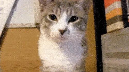 7 Formas Como o Comportamento dos Gatos Revela Sua Personalidade