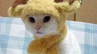 O Guia Completo de Nutrição para Gatos: Dicas Essenciais