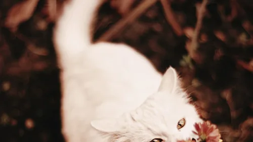 O Papel dos Gatos na História e na Cultura: 7 Fatos Fascinantes