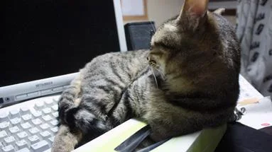 O que Fazer Quando Seu Gato Traz Animais Mortos: Guia Completo
