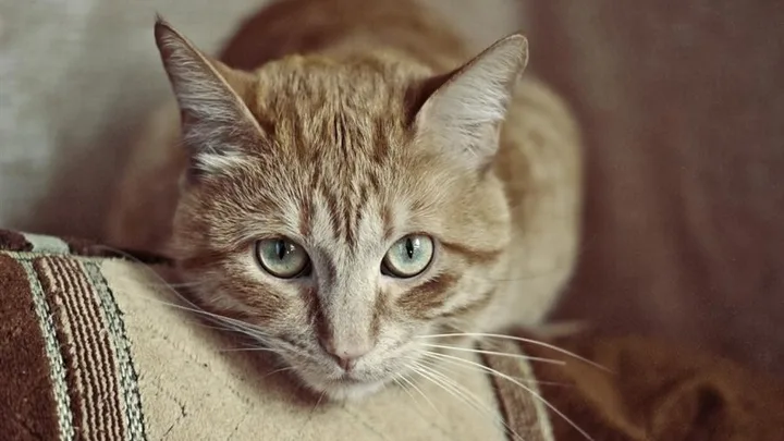 O Que Fazer se Seu Gato Comeu Algo Tóxico: Ação Rápida que Salva Vidas