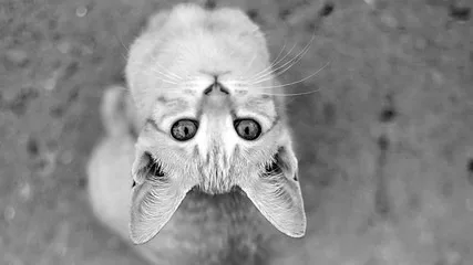 O Que Fazer se Seu Gato Parar de Comer: 7 Dicas Práticas