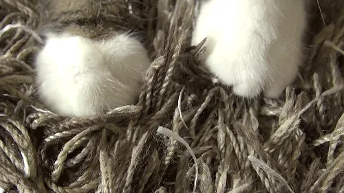 O que Significa Quando Seu Gato Olha Fixamente para Você Sem Piscar