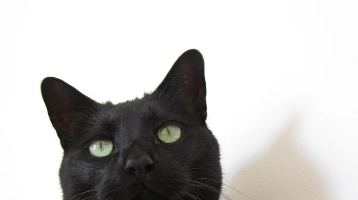 O que Sua Escolha de Gato Diz Sobre Você e Sua Personalidade