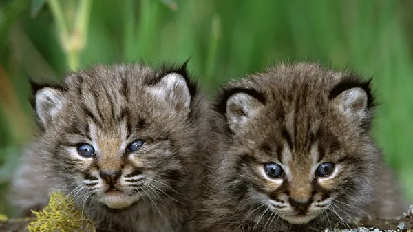 7 Benefícios da Castração para a Saúde e Longevidade do Gato