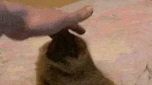 7 Benefícios de Adotar Gatos de Abrigos e ONGs