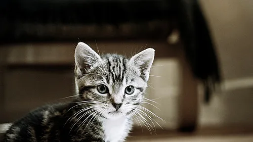 7 Brinquedos Mais Seguros para Gatos em 2026