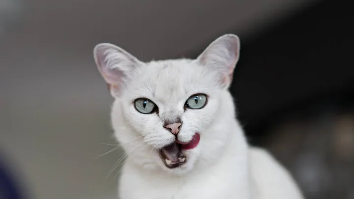 7 Efeitos da Idade no Comportamento dos Gatos Idosos