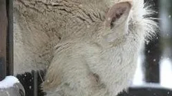 7 Melhores Alimentos Úmidos para Gatos em 2026