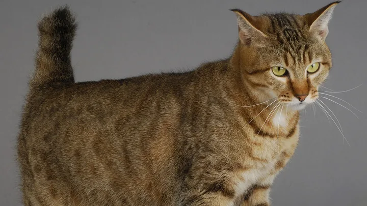 7 Melhores Brinquedos Interativos para Gatos que Você Precisa Conhecer