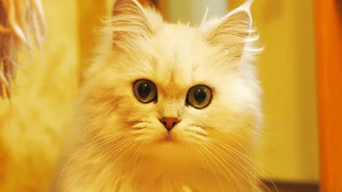 Os Principais Problemas Comportamentais em Gatos e Como Resolvê-los
