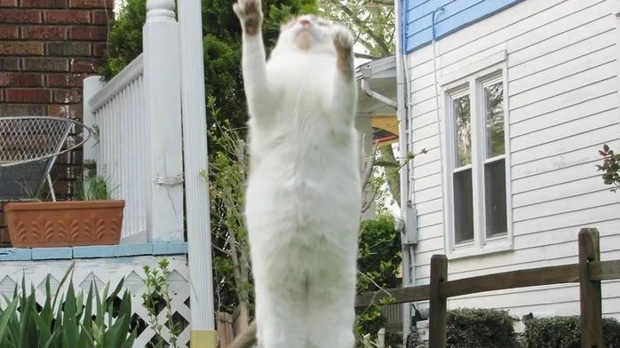 Os Sonhos dos Gatos: Eles Sonham Como Nós?