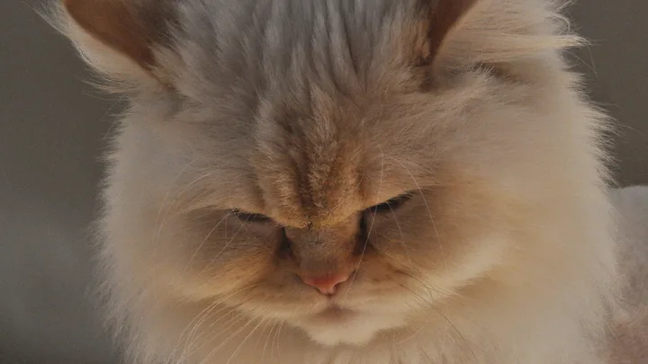 Pode Castrar Gata no Cio? Riscos, Cuidados e Recomendações Veterinárias