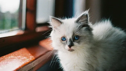 7 Motivos para Seu Gato Segui-lo por Toda Parte na Casa