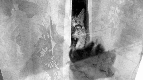 Por que os Gatos Dormem Tanto? Entenda as Fases e Necessidades do Sono Felino