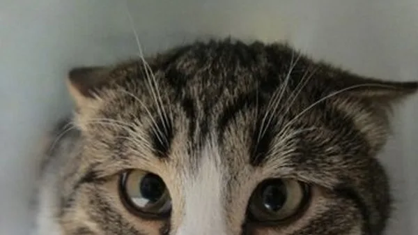 Por que os Gatos Têm Medo de Água? A Ciência Explica a Origem