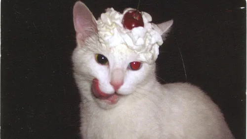 Por que os Gatos Trazem Presentes (Como Insetos e Folhas) para Seus Donos?