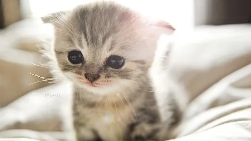10 Dicas Essenciais para Preparar sua Casa para um Gato
