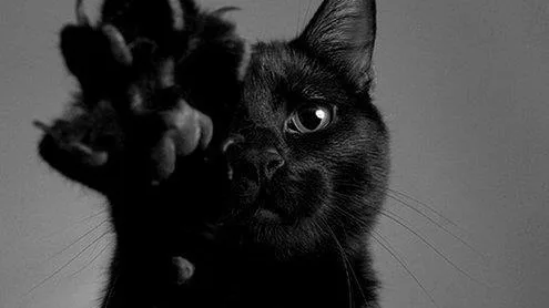 7 Dicas Essenciais para Prevenir e Tratar a Queda Excessiva de Pelo em Gatos
