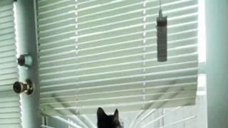 7 Dicas para Prevenir Problemas Urinários e Obstrução em Gatos