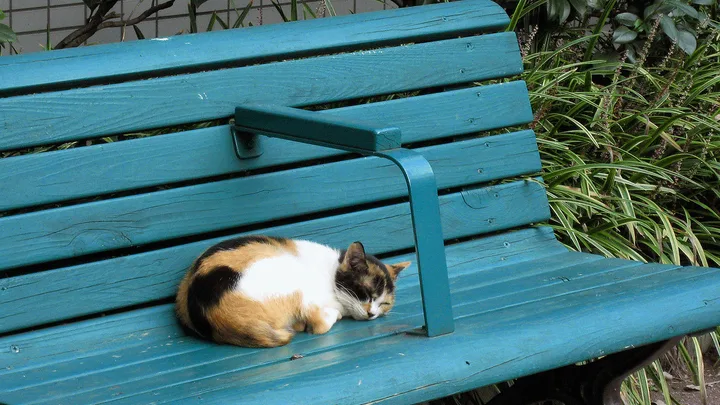 Primeiros Socorros para Gatos: O Que Fazer em uma Emergência