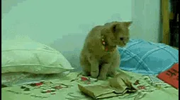 Sonhei com um Gato: O que Isso Significa? Interpretações e Espiritualidade
