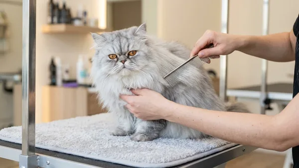 7 Dicas Essenciais para os Cuidados com a Pelagem dos Gatos Persas