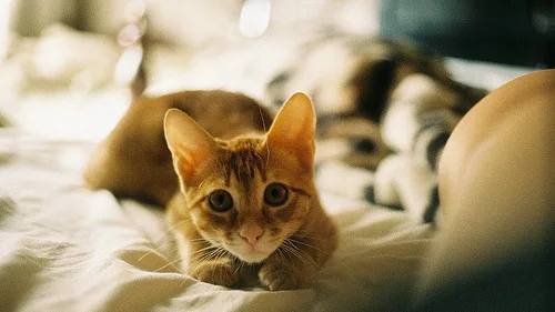 Treinamento com Clicker para Gatos: Um Guia Básico