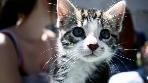 Tudo que Você Precisa Saber sobre Gatos Siameses: Temperamento e Cuidados