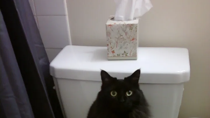 Tudo sobre Gatos e Suas Sete Vidas: Mitos e Origens da Lenda