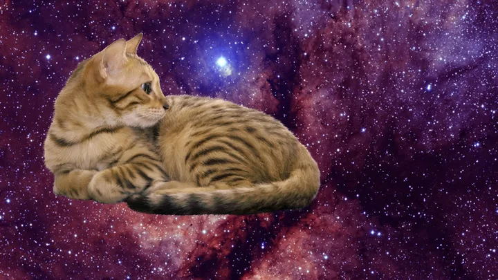 7 Vacinas Essenciais para Garantir a Saúde do Seu Gato