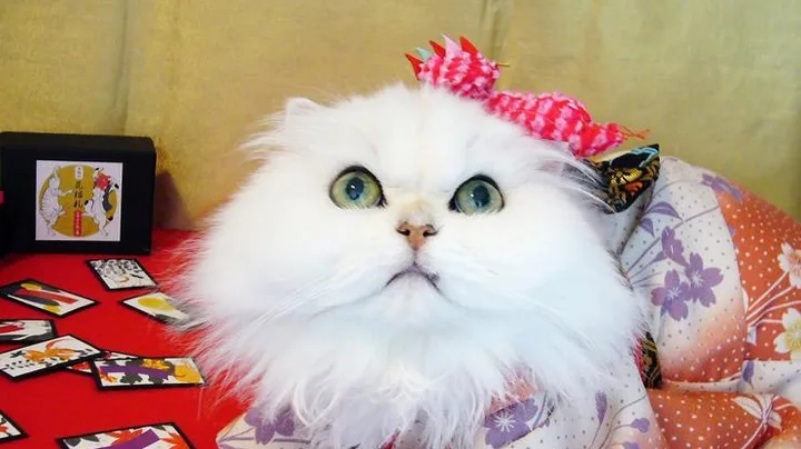 7 Fatos Surpreendentes sobre a Velocidade e Agilidade de um Gato